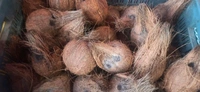 Nariyal (Suka Nariyal) - 1pcs