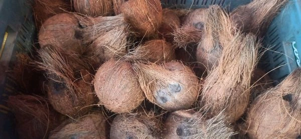 Nariyal (Suka Nariyal) - 1pcs
