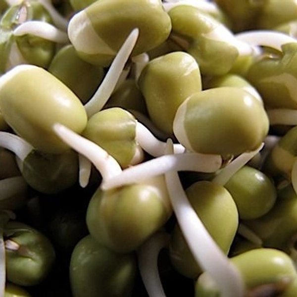 Sprouts -packet