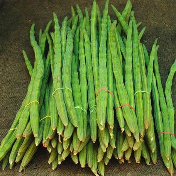 Drum Stick 100 Gm