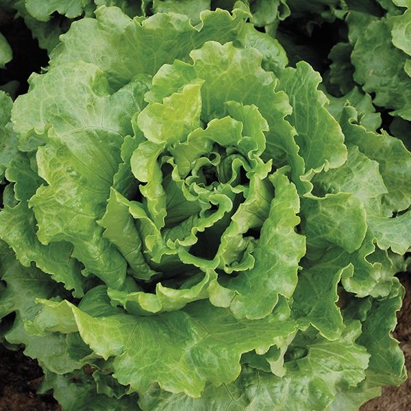 Lettuce .1kg