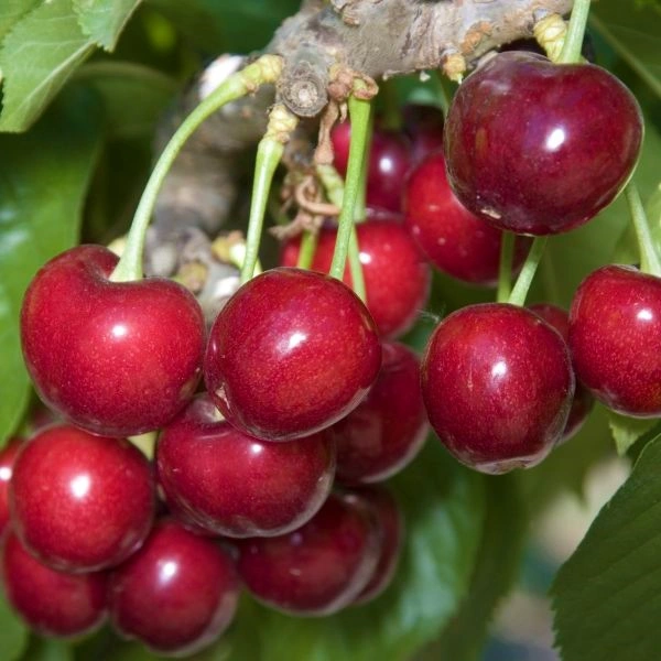 Cherry .per Unit