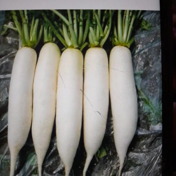 Radish 1 Kg
