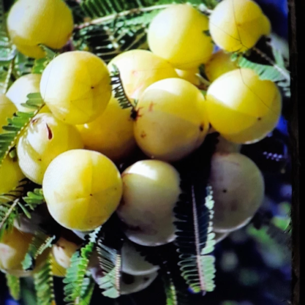 Amla 100 Gm