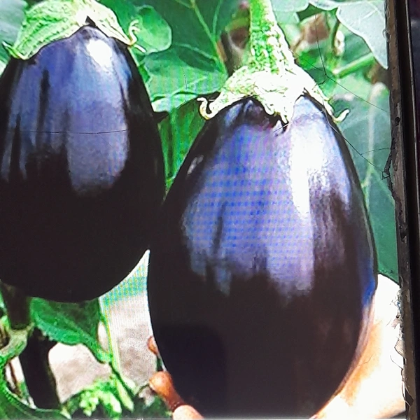 Brinjal.1 Kg