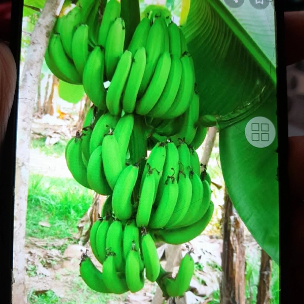 Banana Green 1 Kg