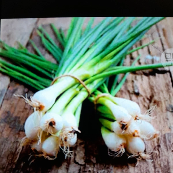 Spring Onion