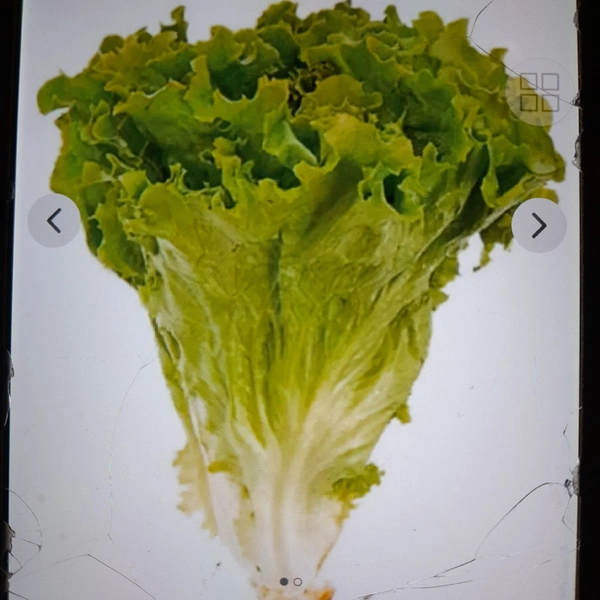 Salad Patta 100 Gm