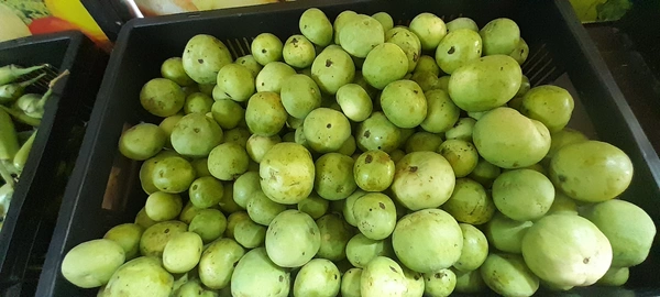 TINDA  Per Kg