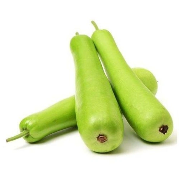 Bottle Gourd - 28 Cm