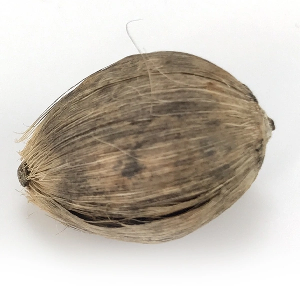 Coconut - 10cm, 1 Pic