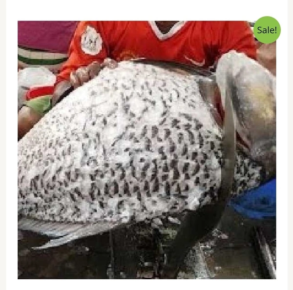 Jento Katla 500g (Matha Diye)