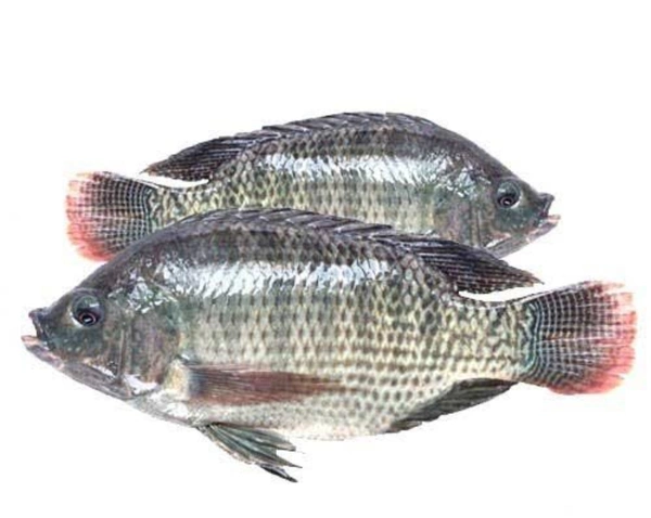 Telapia Fish 500g