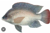 Telapia Fish 500g