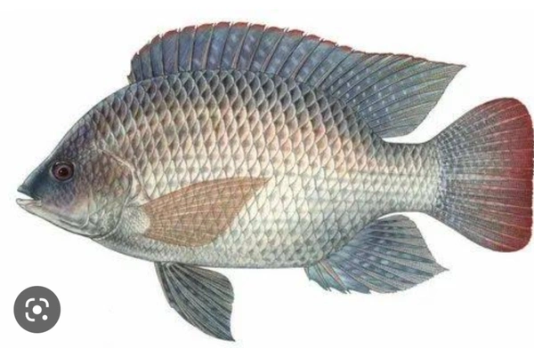 Telapia Fish 500g