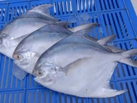 Pomfret Fish 250g
