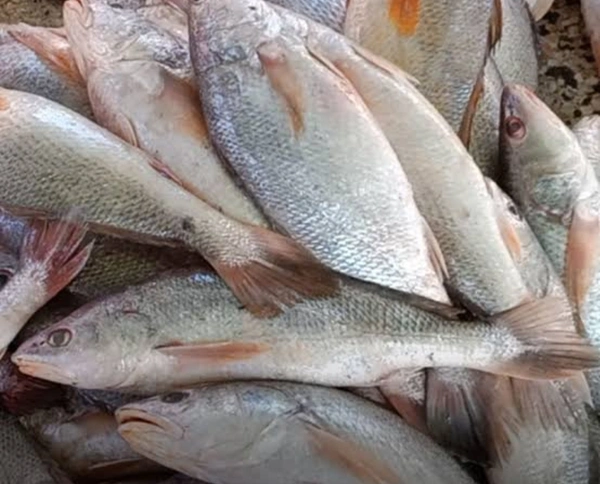 Boro Size Vola Fish 500g