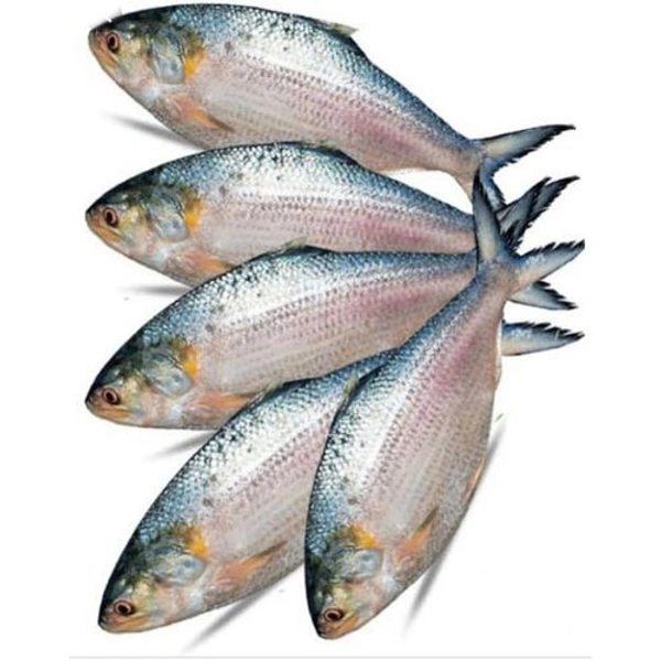 Big Ilish - 1kg