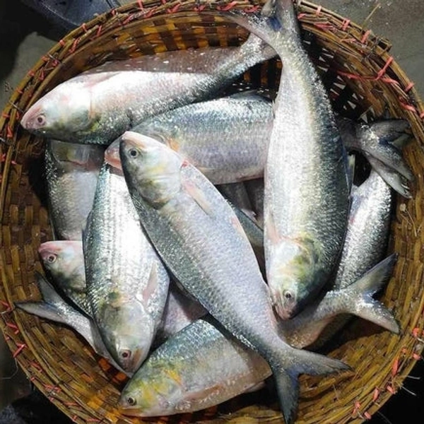 Ilish Fish - 600g