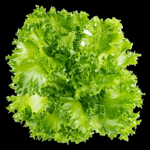 Letus Leaf - 1 Bunch