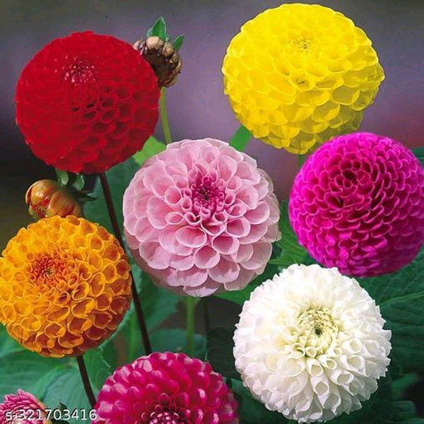 Dahlia Hybrids Mixed Color - Dahlia Flower - 