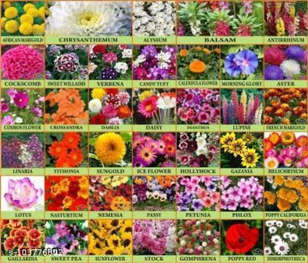 Home Garden Flowers Seeds