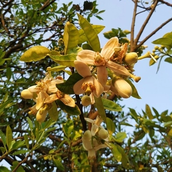 Gamari Yellow Wood 