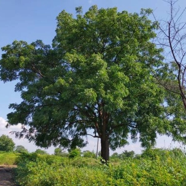 Neem Tree Wood 