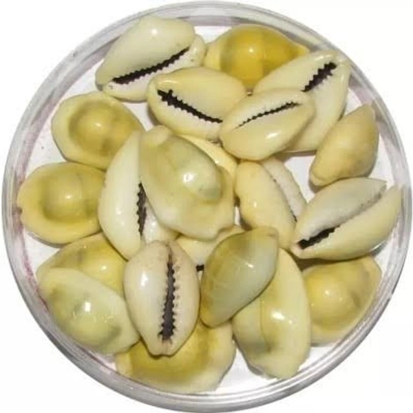 पुजा कौड़ी - Large