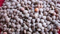 Loose Whole Masoor / Akhha Masoor - 250gm
