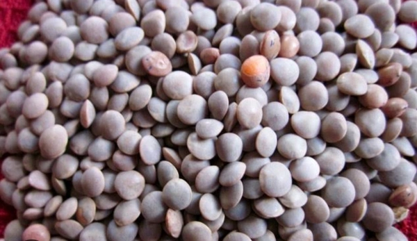 Loose Whole Masoor / Akhha Masoor - 250gm