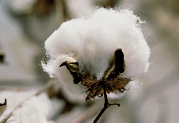 Cotton Small Packet