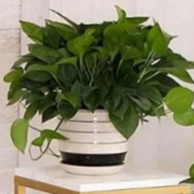 PLANT STAND