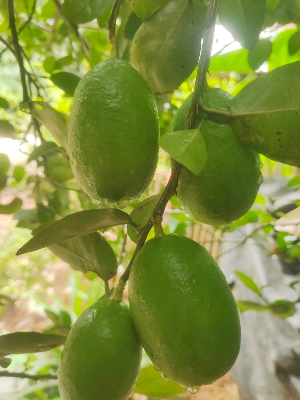 India  Kakji lemon fruit is desi ( 20 Peace ) কাকজি লেবুর ফল দেশী  - Japanese Laurel, 1.5L H2