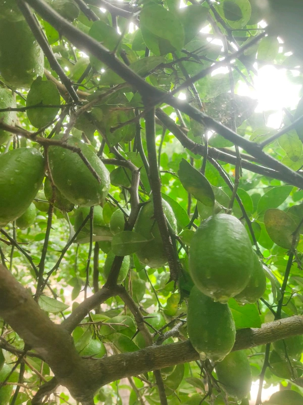 India  Kakji lemon fruit is desi ( 20 Peace ) কাকজি লেবুর ফল দেশী  - Japanese Laurel, 1.5L H2