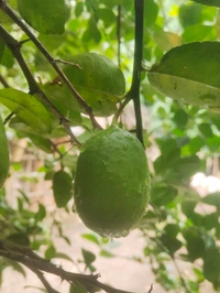 India  Kakji lemon fruit is desi ( 20 Peace ) কাকজি লেবুর ফল দেশী  - Japanese Laurel, 1.5L H2