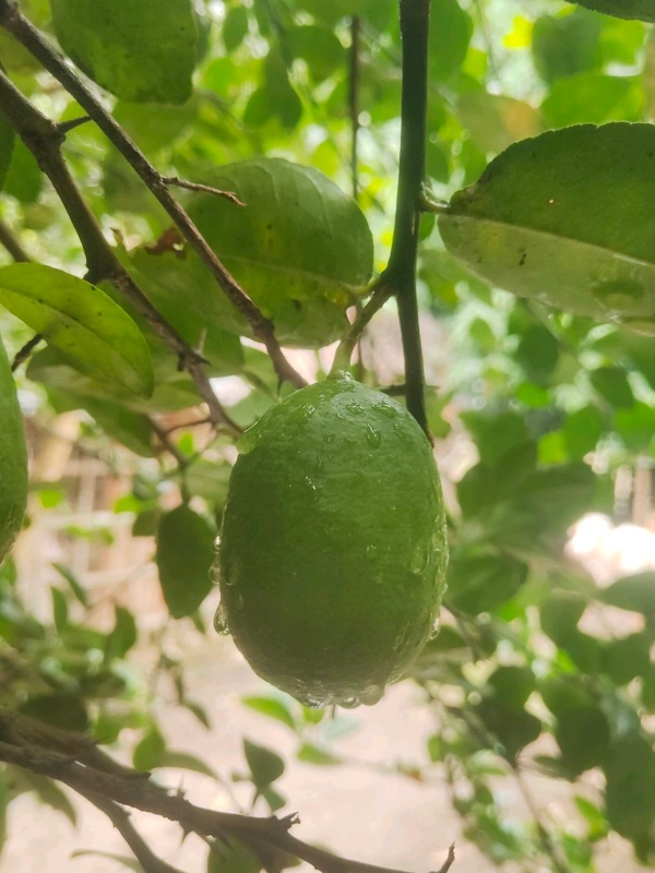 India  Kakji lemon fruit is desi ( 20 Peace ) কাকজি লেবুর ফল দেশী  - Japanese Laurel, 1.5L H2