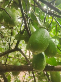 India  Kakji lemon fruit is desi ( 20 Peace ) কাকজি লেবুর ফল দেশী  - Japanese Laurel, 1.5L H2