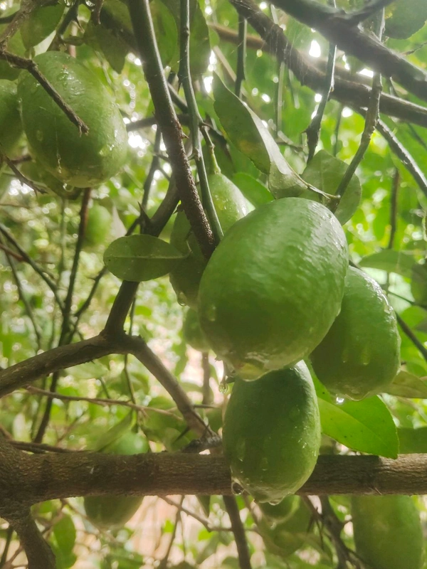 India  Kakji lemon fruit is desi ( 20 Peace ) কাকজি লেবুর ফল দেশী  - Japanese Laurel, 1.5L H2