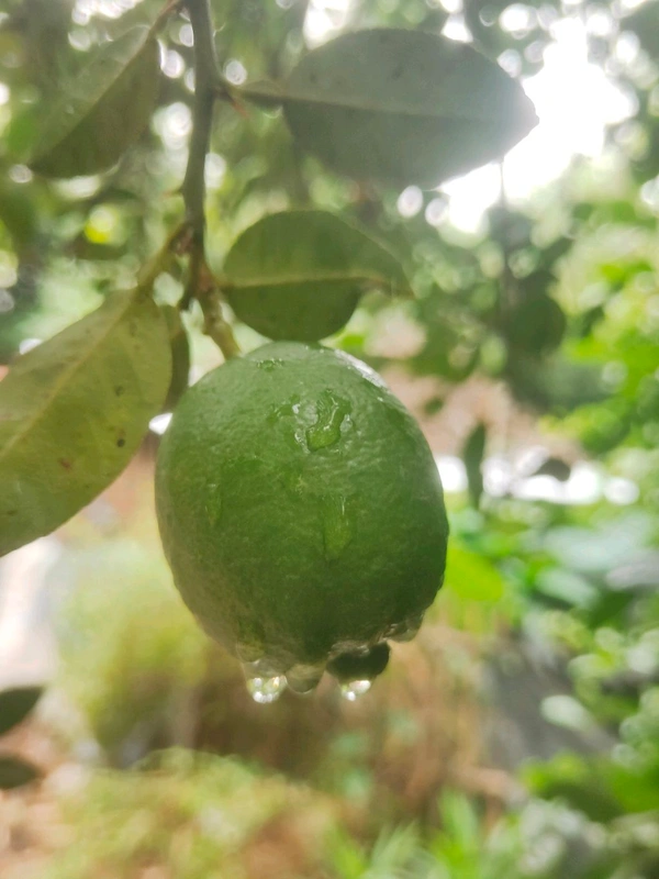 India  Kakji lemon fruit is desi ( 20 Peace ) কাকজি লেবুর ফল দেশী  - Japanese Laurel, 1.5L H2