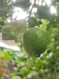 India  Kakji lemon fruit is desi ( 20 Peace ) কাকজি লেবুর ফল দেশী  - Japanese Laurel, 1.5L H2