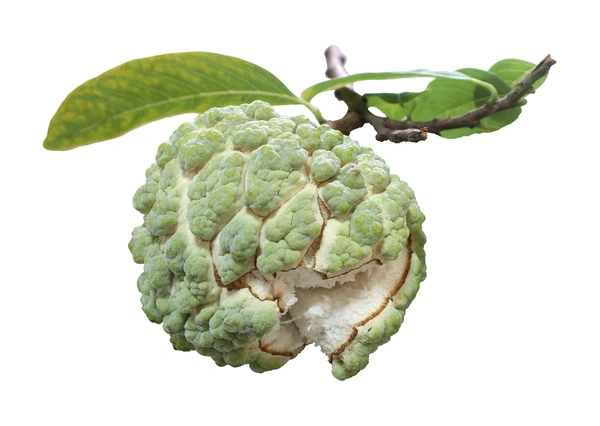 Custard Apple  500 g      (ಸೀತಾಫಲ) - 500g