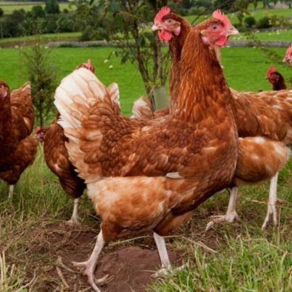 Desi Chicken  - 650 grms to 750grms