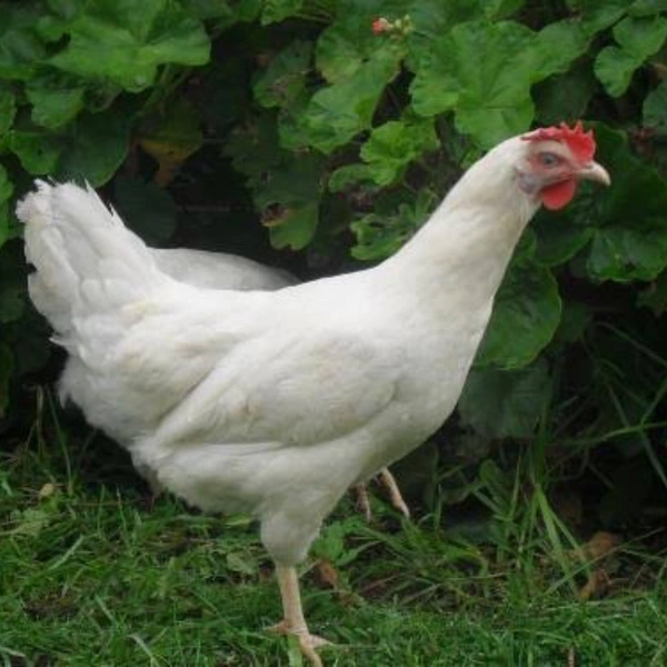 white cock - approx 550grmas