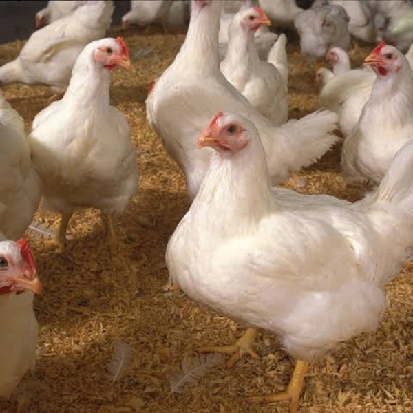 Live Broiler Chicken  (Halal) - 1.400 to 1.500