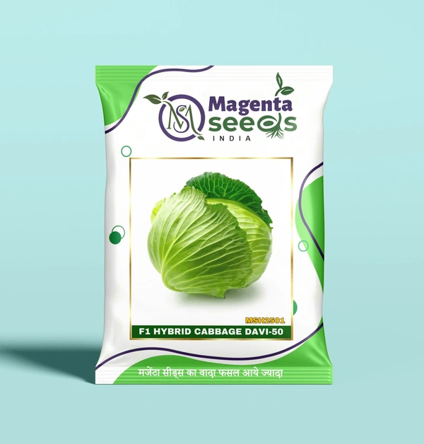Magenta Seeds DAVI-50-Hybrid Cabbage Seeds - 10 Gram