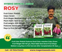 Magenta Seeds ROSY-Hybrid Brinjal Seeds - 10 Gram