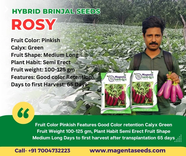 Magenta Seeds ROSY-Hybrid Brinjal Seeds - 10 Gram