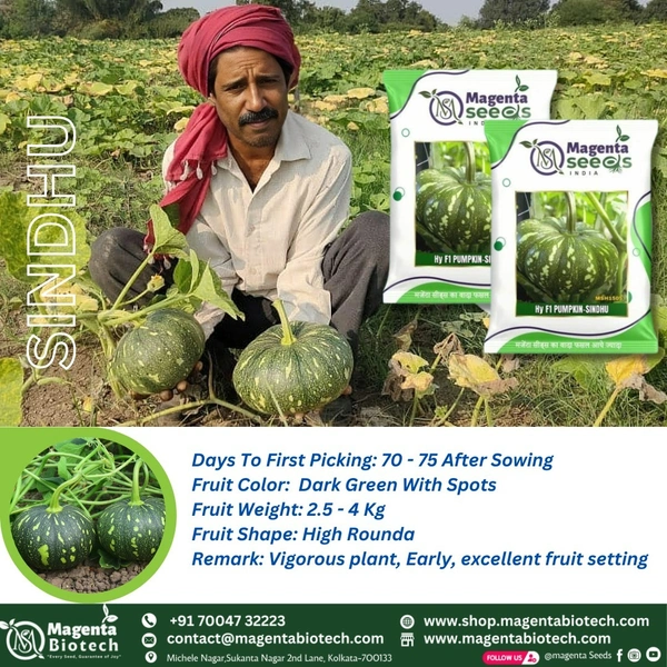 Magenta Seeds SINDHU-Hybrid Pumpkin Gourd Seeds - 10 gm