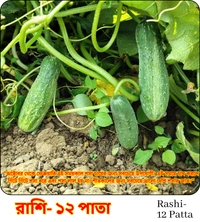 Rashi 12 Pata/ রাশি- ১২ পাতা -शीतकालीन खीरे की किस्म/Winter cucumber variety/শীতকালীন শসার জাত"-Desi Cucumber - 50 Grams